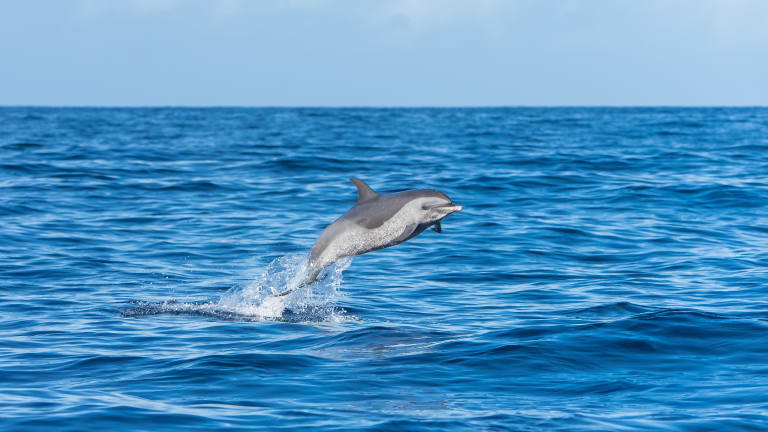 Cruises in Destin and Miramar, Florida.